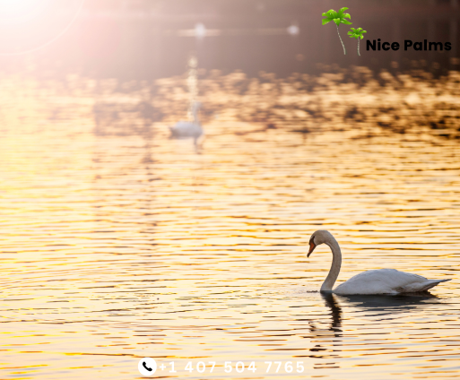 Sunset Cruises on Lake Eola